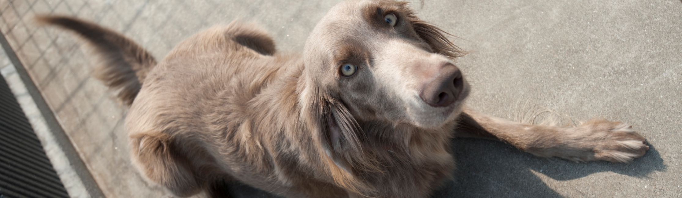 久留米市の高尾動物病院は犬 猫の定期的な検査をお勧めします